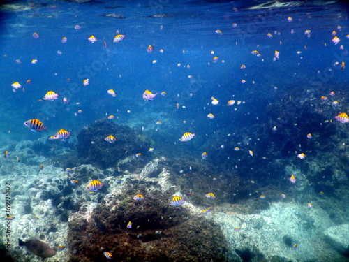 Fototapeta Naklejka Na Ścianę i Meble -  Costa Rica sea life