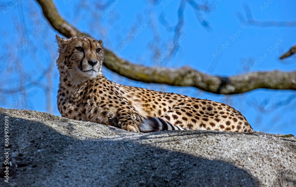 Fototapeta premium Cheetah on the stone in its enclosure. Latin name - Acinonyx jubatus 