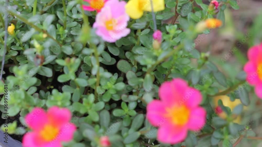 Common Purslane flower with small green leaf Common Purslane flower with small green leaf