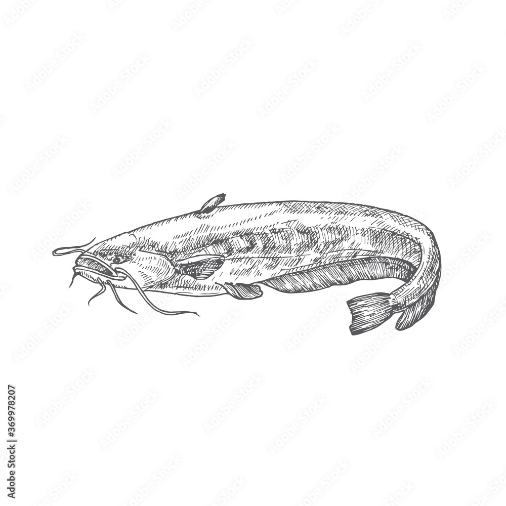 Catfish Hand Drawn Doodle Vector Illustration. Abstract River or Lake Fish Sketch. Engraving Style Drawing. Catfish Hand Drawn Doodle Vector Illustration. Abstract River or Lake Fish Sketch. Engraving Style Drawing.