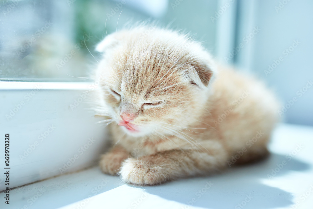 British little playful kitten at home near the window British little playful kitten at home near the window
