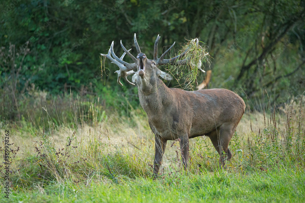 Red deer in the nature habitat during the deer rut