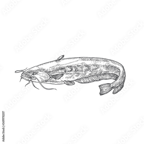 Catfish Hand Drawn Doodle Vector Illustration. Abstract River or Lake Fish Sketch. Engraving Style Drawing.