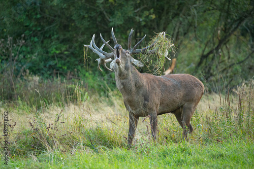 Red deer in the nature habitat during the deer rut © photocech