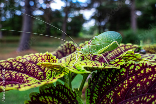 katydid on coleus leaf