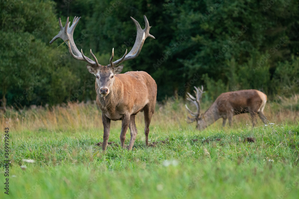 Obraz premium Red deer in the nature habitat during the deer rut