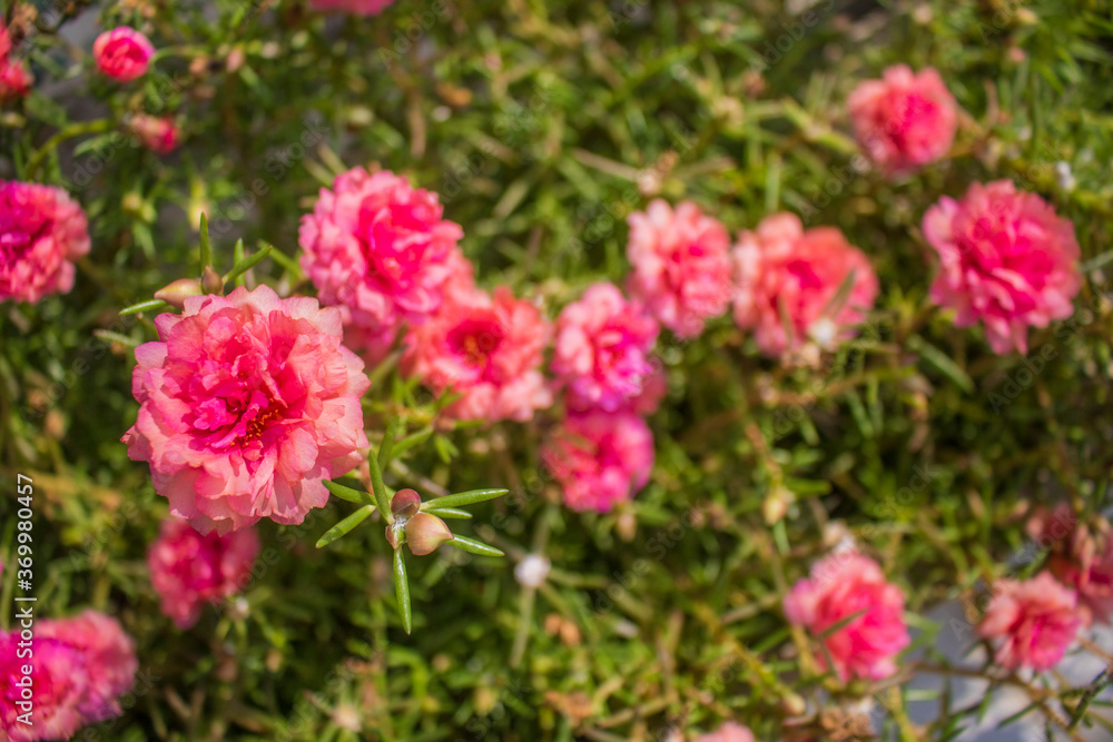 Pink ten o'clock flowers Pink ten o'clock flowers