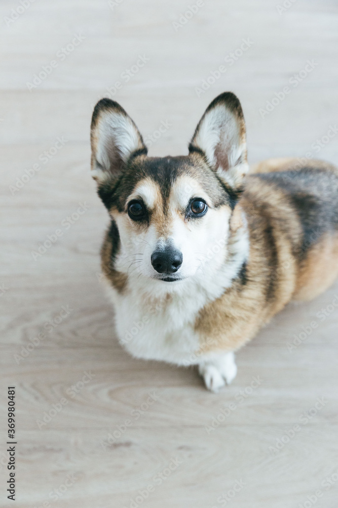 Cute corgi shot on wood floor Cute corgi shot on wood floor