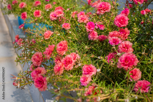 Fototapeta Naklejka Na Ścianę i Meble -  Pink ten o'clock flowers