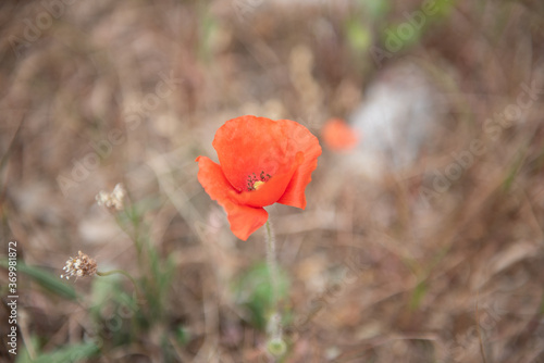 Fototapeta Naklejka Na Ścianę i Meble -  Red poppy in a green field.