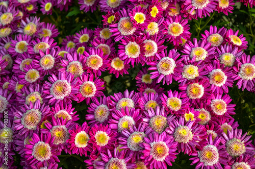 Pink and yellow flowers © concepts099