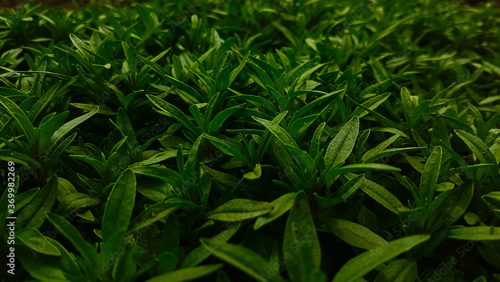 Fototapeta premium Plant