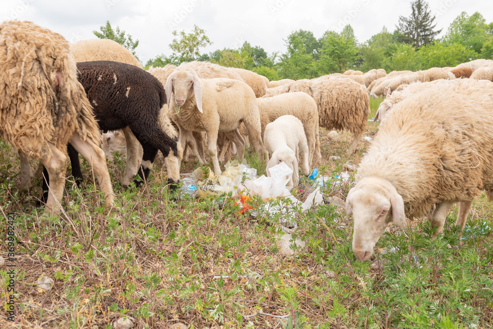Obraz premium Sheep grazing in a meadow full of rubbish. Concept of environmental pollution, danger to animals.