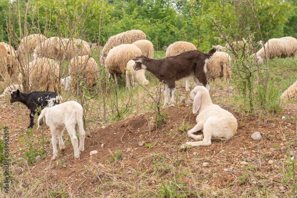 Obraz premium Sheep and goat cubs in a meadow in the mountains.