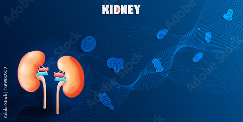 Human kidney and treatment urinary bladder abstract design.A concept hospital for wallpaper and web.