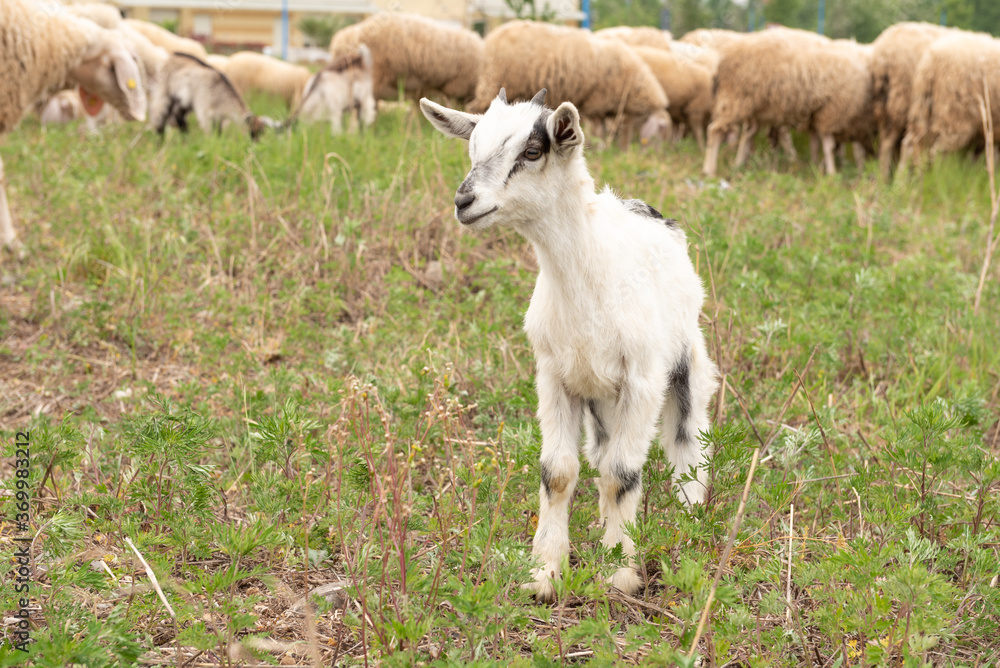 Front view of a baby goat facing the camera while grazing. Front view of a baby goat facing the camera while grazing.