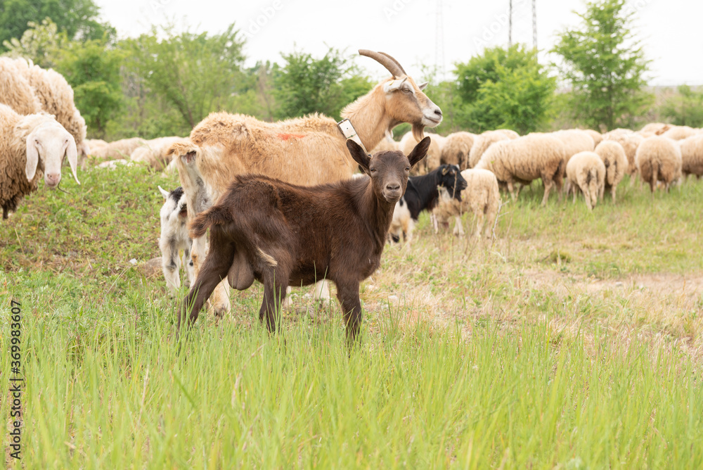 Front view of a baby goat facing the camera while grazing. Front view of a baby goat facing the camera while grazing.