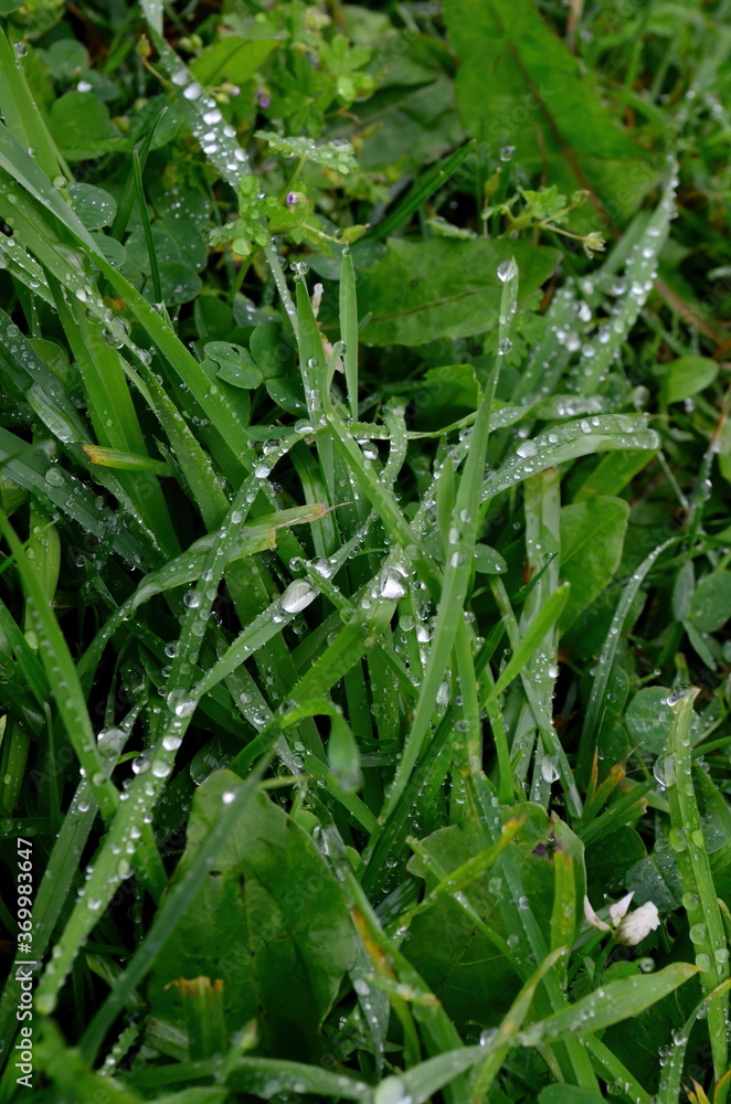 Green grass with raindrops close - up
Drops of dew on the green grass. Raindrops on green leaves. Water drops in nature
