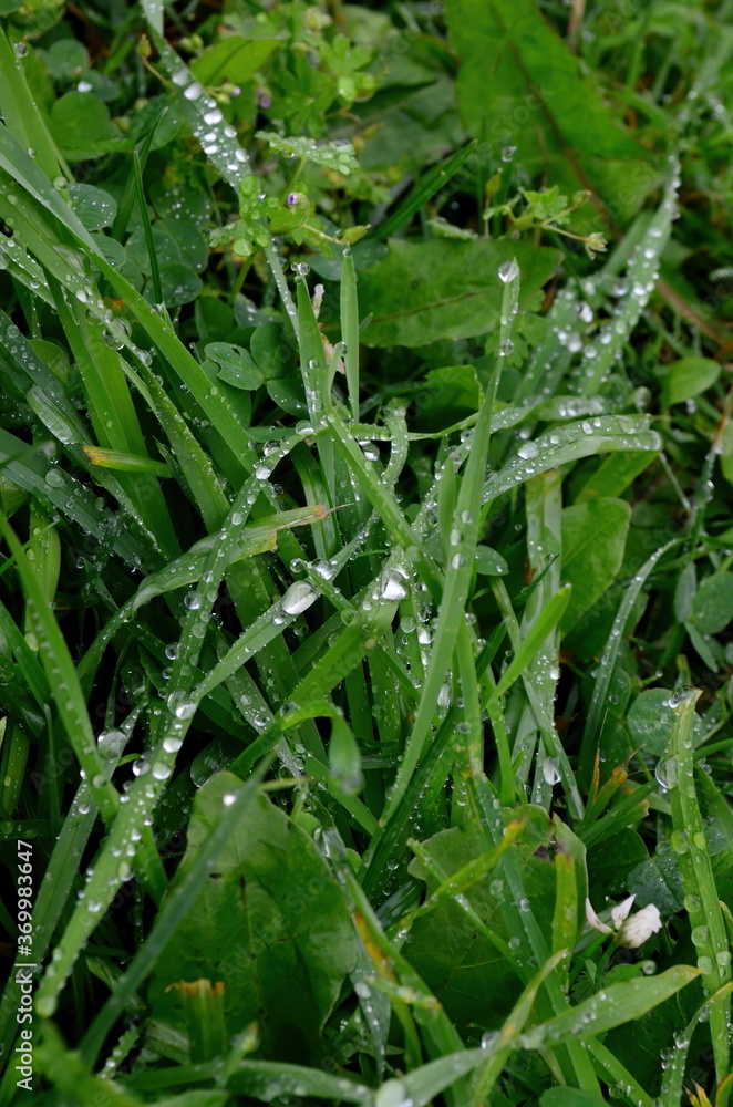 Green grass with raindrops close - up
Drops of dew on the green grass. Raindrops on green leaves. Water drops in nature
Green grass with raindrops close - up
Drops of dew on the green grass. Raindrops on green leaves. Water drops in nature