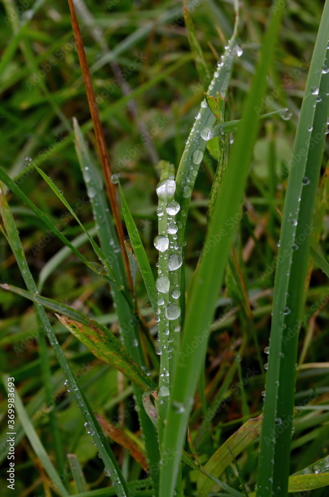 Green grass with raindrops close - up
Drops of dew on the green grass. Raindrops on green leaves. Water drops in nature
Green grass with raindrops close - up
Drops of dew on the green grass. Raindrops on green leaves. Water drops in nature