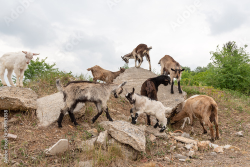 Goat cubs playing on the rocks. © OlgaLitvinovaFoto