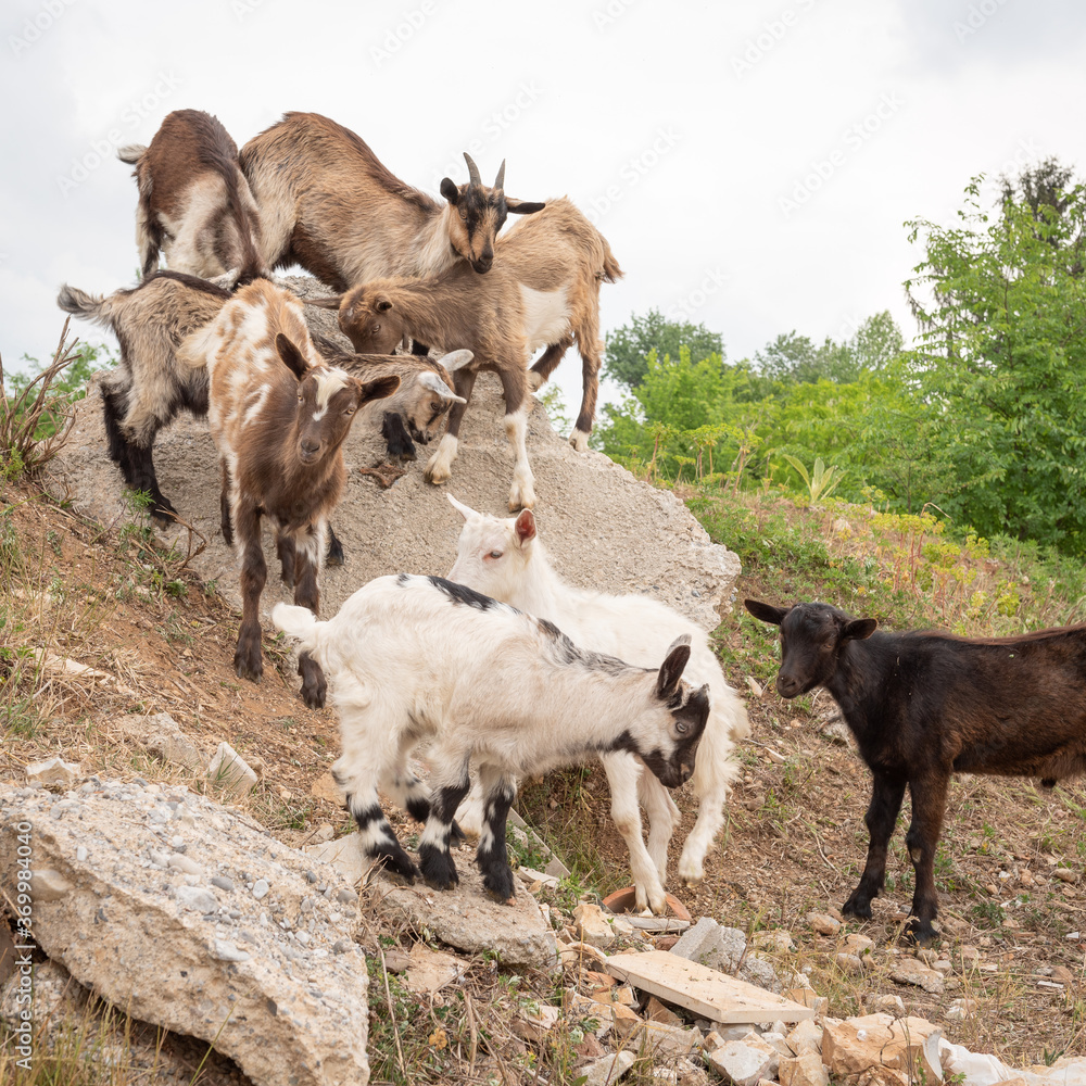Fototapeta premium Goat cubs playing on the rocks.