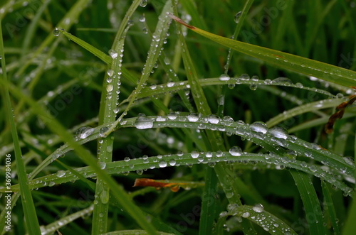 Green grass with raindrops close - up Drops of dew on the green grass. Raindrops on green leaves. Water drops in nature 