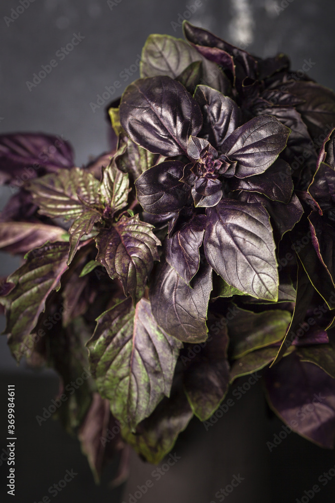 Fresh basil. Purple Basil leaf close Fresh basil. Purple Basil leaf close