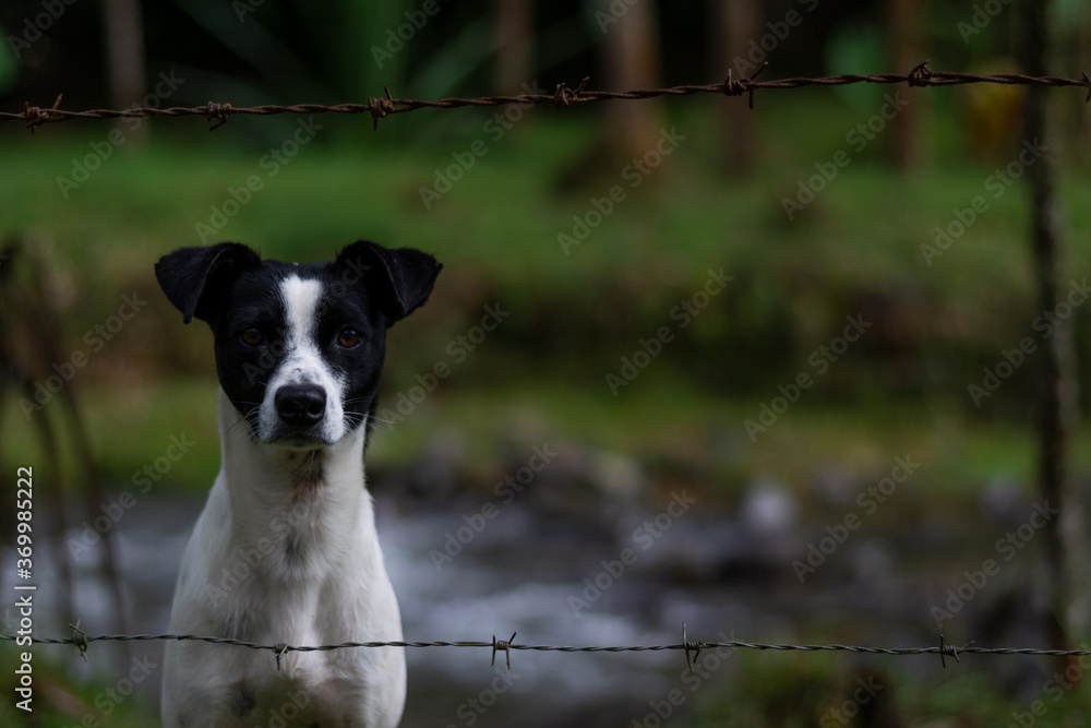 Farm Dog Farm Dog