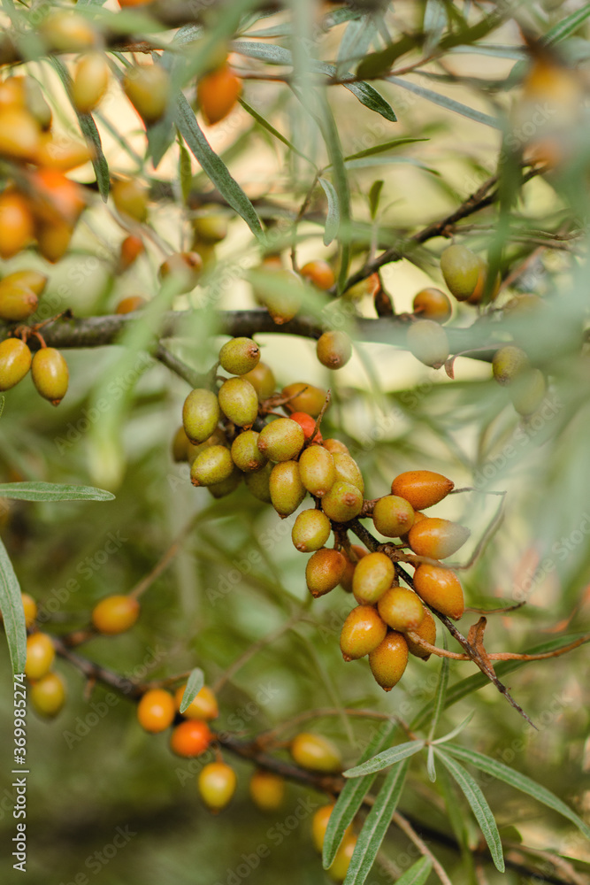 Sea buckthorn Sea buckthorn