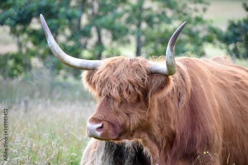 Highland cattle and its new born calf inside the tall grass