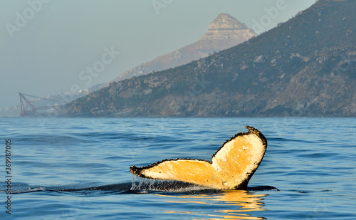 Cape, Town, whale, Humpback, tourism, whale, tail, fluke, ocean