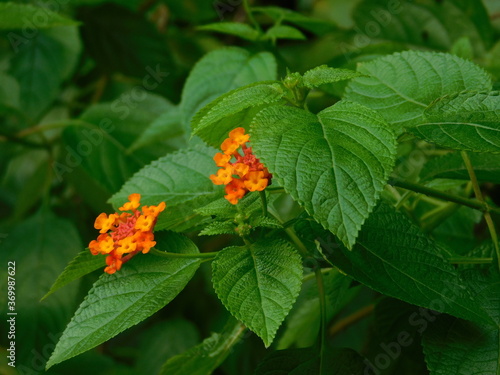 Closeup small flower with green leaves