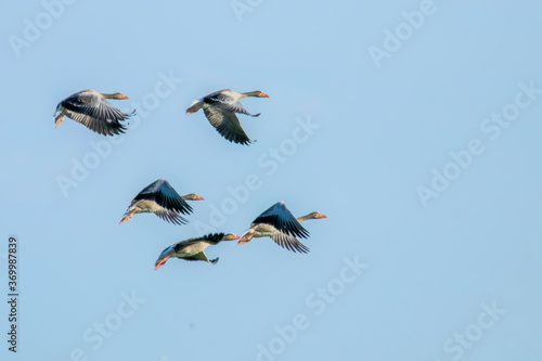 Flock of Greylag Geese Flight (Anser anser) photo