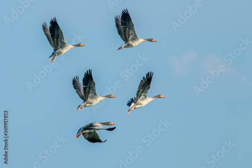 Flock of Greylag Geese Flight (Anser anser) photo