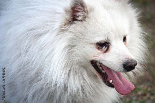 white pomeranian puppy © Oren