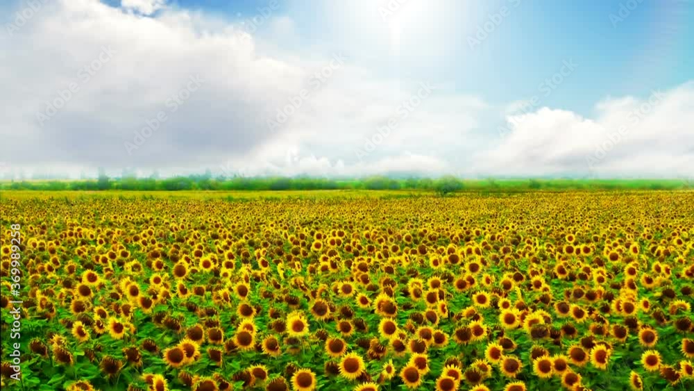 Sunflower field in the wind Sunflower field in the wind