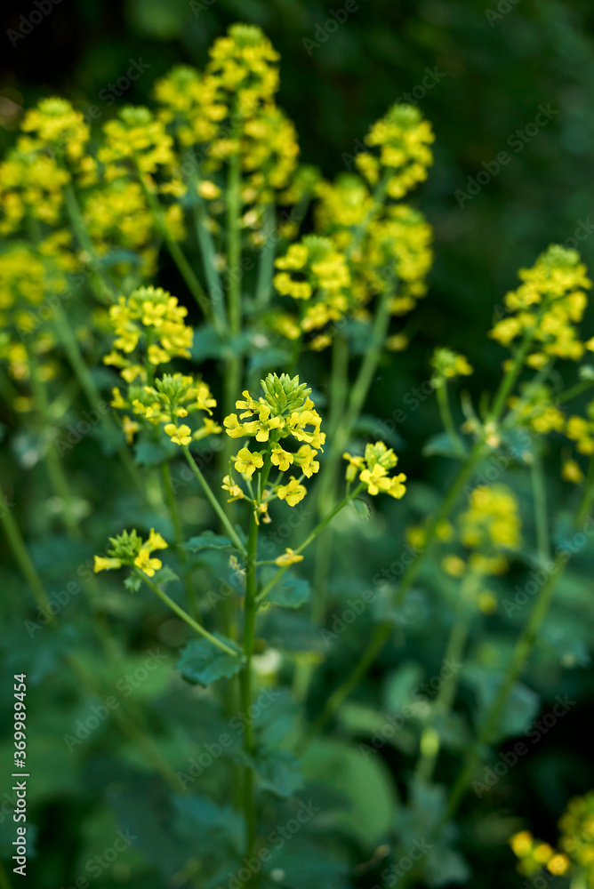 Barbarea vulgaris
Barbarea vulgaris