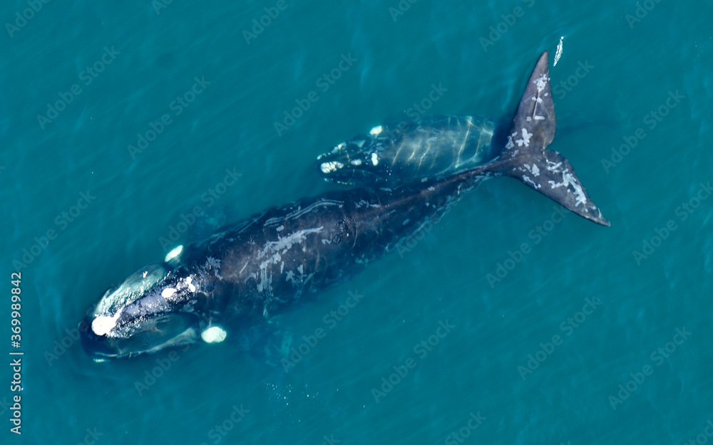 Φωτογραφία Southern right whale