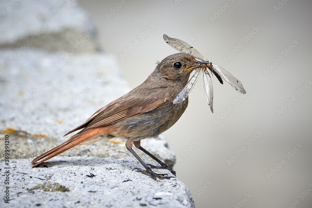 Fototapeta premium Black redstart female bird with insect in her beak (Phoenicurus ochruros)
