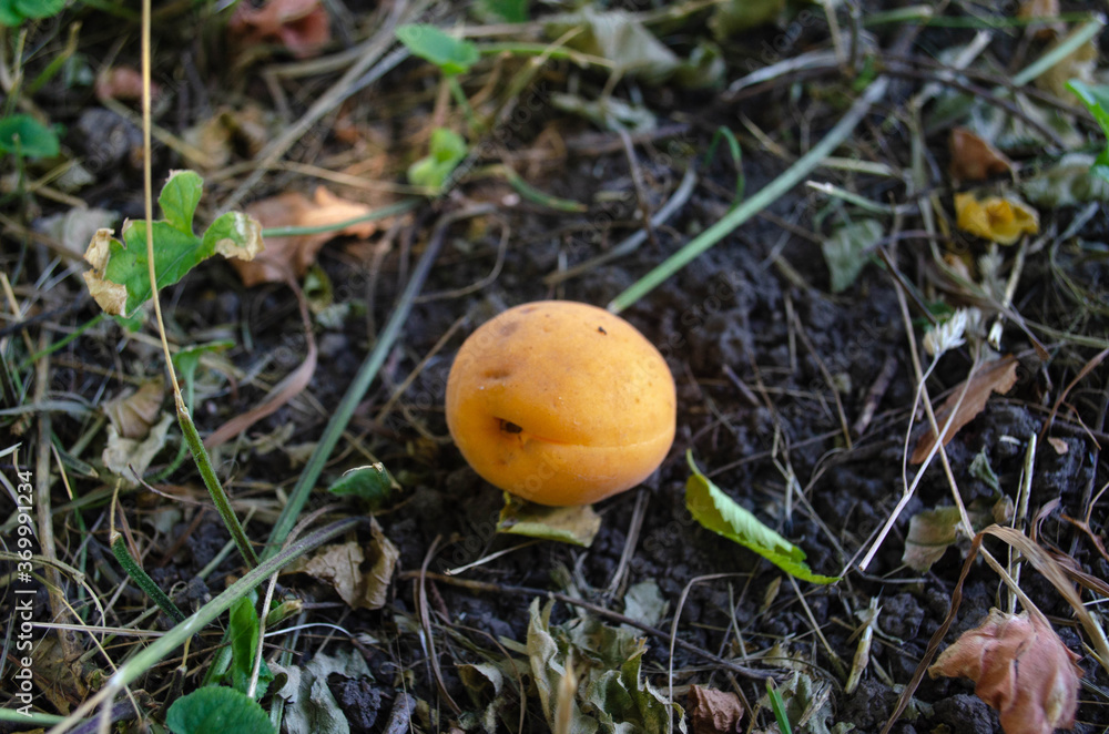 orange mushroom in autumn forest orange mushroom in autumn forest