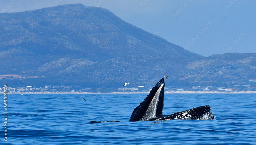 Fototapeta premium Feeding Humpback whale