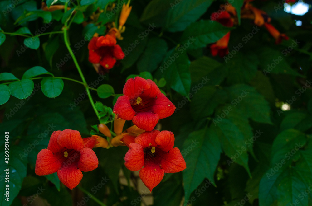 Fototapeta premium red and yellow flowers