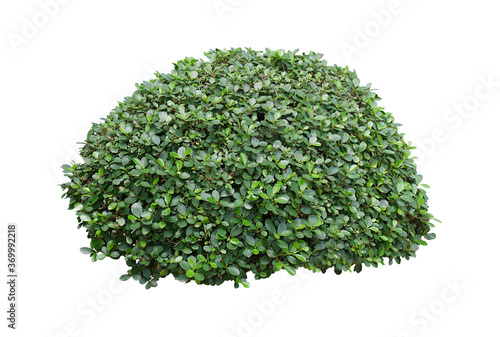 Green bush isolated on white background. 