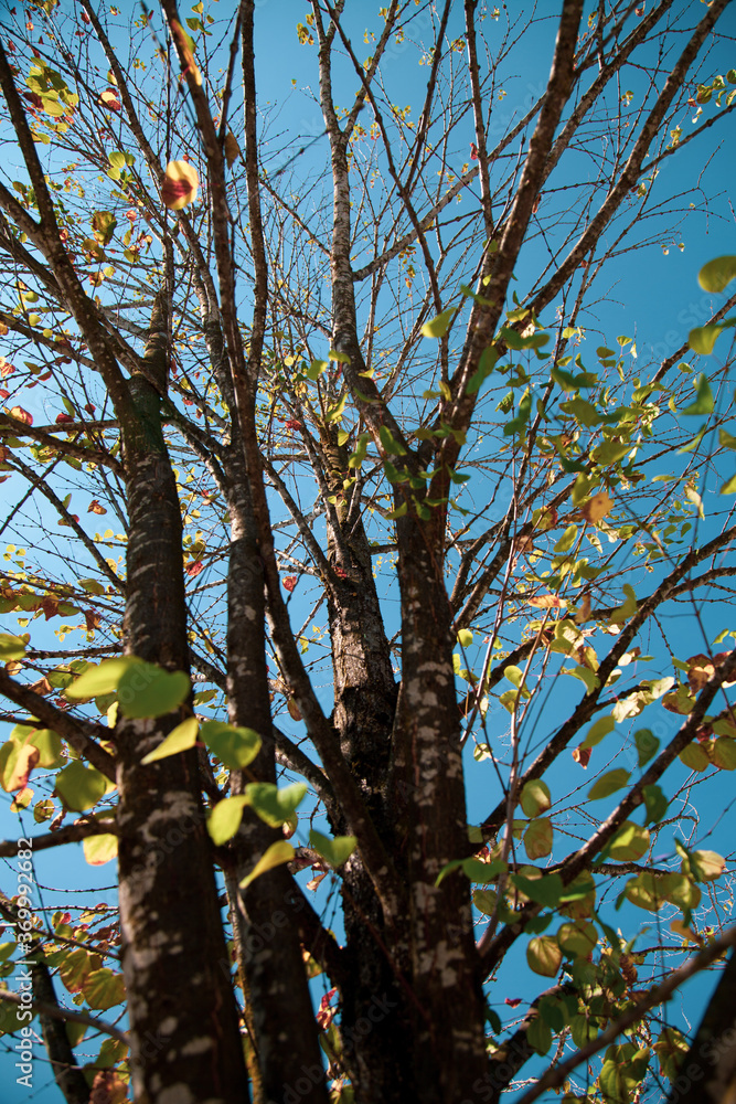 Obraz premium Falling leaves giving signal of the beginning of autumn