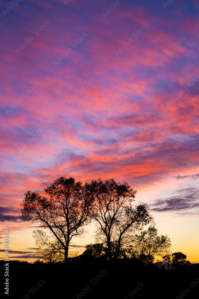 Beautiful sky during sunset over the silhouettes of tall trees