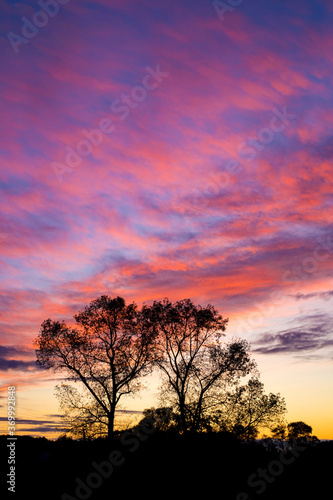 Beautiful sky during sunset over the silhouettes of tall trees