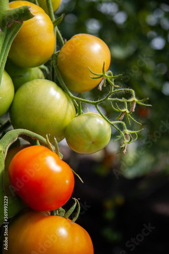 Tomato farm shot featuring a bunch of big tomatoes on vine. Tomatoes begin to ripe.