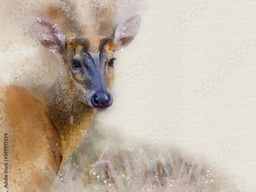 Canvas Print barking deer (Muntiacus muntjak)