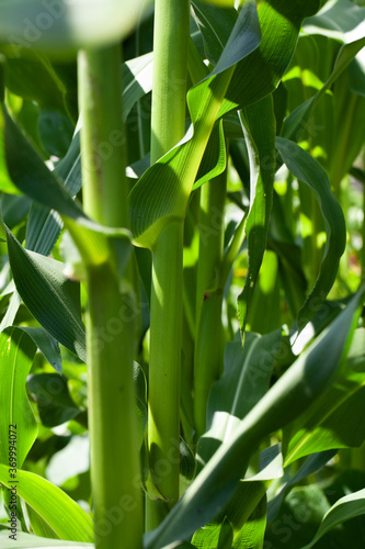 Fototapeta Naklejka Na Ścianę i Meble -  Rapid growth of corns in the field